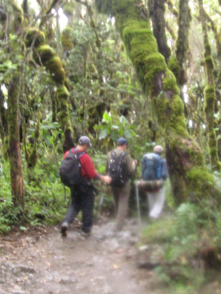 Hiking through the Kilimanjaro rain forest